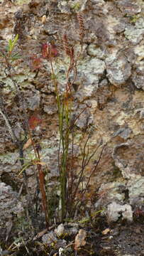 Imagem de Schizaea australis Gaud.