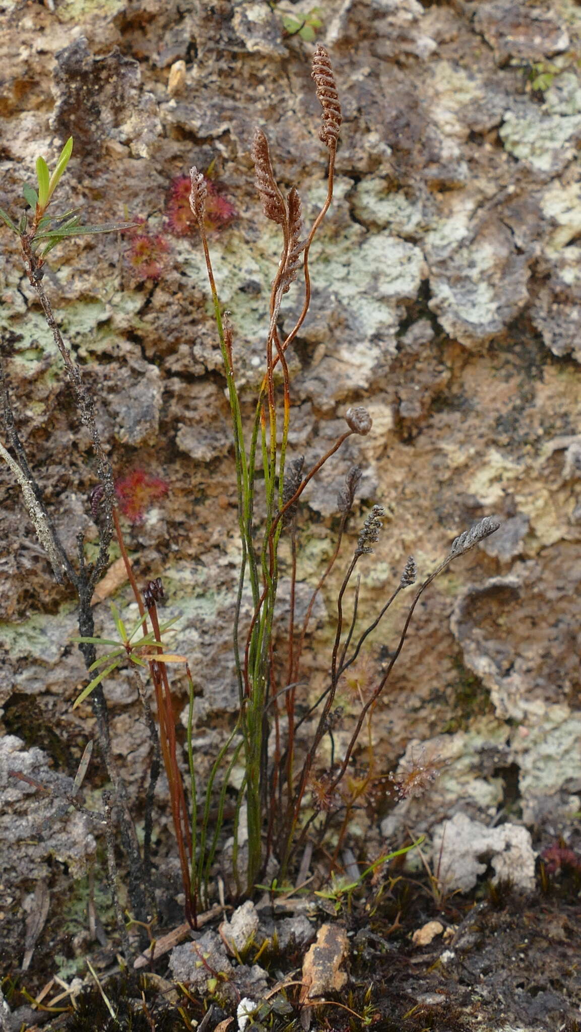 Image of Schizaea australis Gaud.