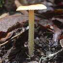 Image of Amanita garabitoana Tulloss, Halling & G. M. Muell. 2011