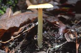 Image of Amanita garabitoana Tulloss, Halling & G. M. Muell. 2011