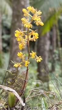 Image of mule-ear orchid