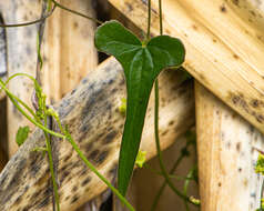 Dioscorea aristolochiifolia Poepp.的圖片