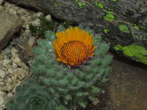 Image of Chaetanthera villosa D. Don