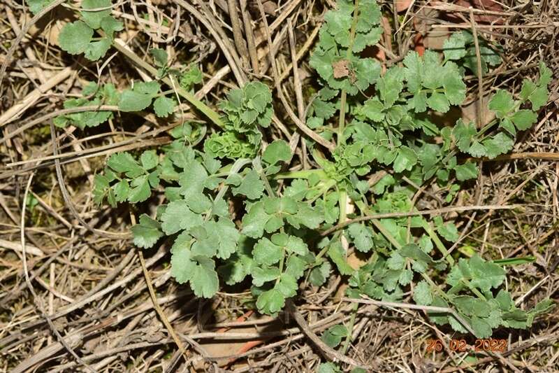 Image of Pimpinella villosa Schousboe