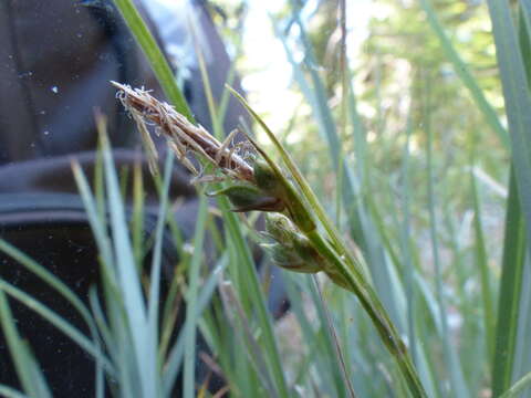 Image of Brainerd's sedge