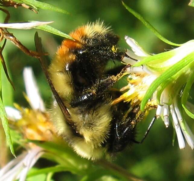 Слика од Bombus rufocinctus Cresson 1864