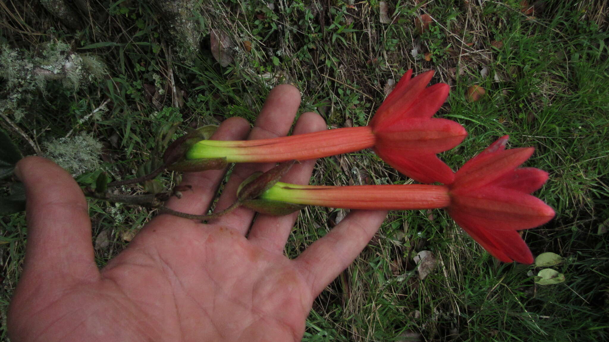 Image de Passiflora crispolanata Uribe