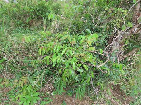 Image of Rubber vine