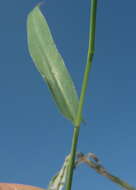 Plancia ëd Setaria sagittifolia (A. Rich.) Walp.