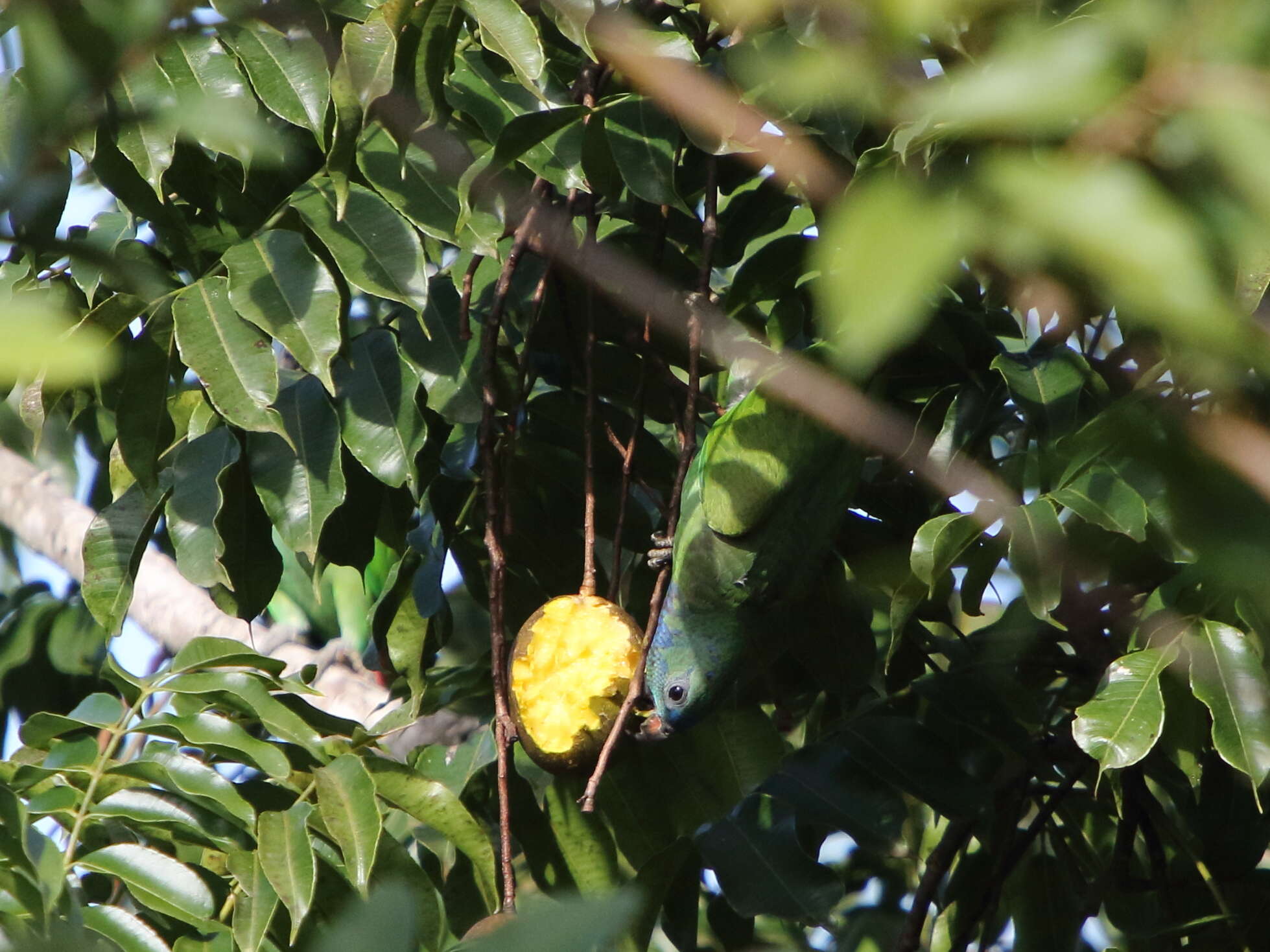 Image of Blue-headed Parrot