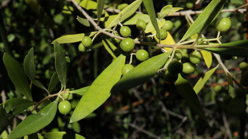 Image of African olive