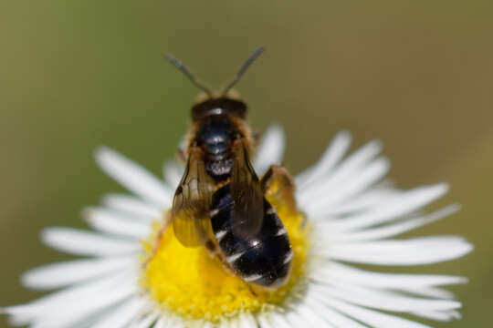 Imagem de Halictus maculatus Smith 1848