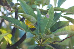 Image of Chestnut-sided White-eye