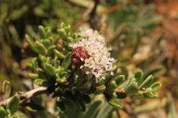 Image of Pine Hill buckbrush