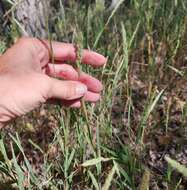 Image of marsh muhly