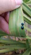 Image of Palmetto Tortoise Beetle