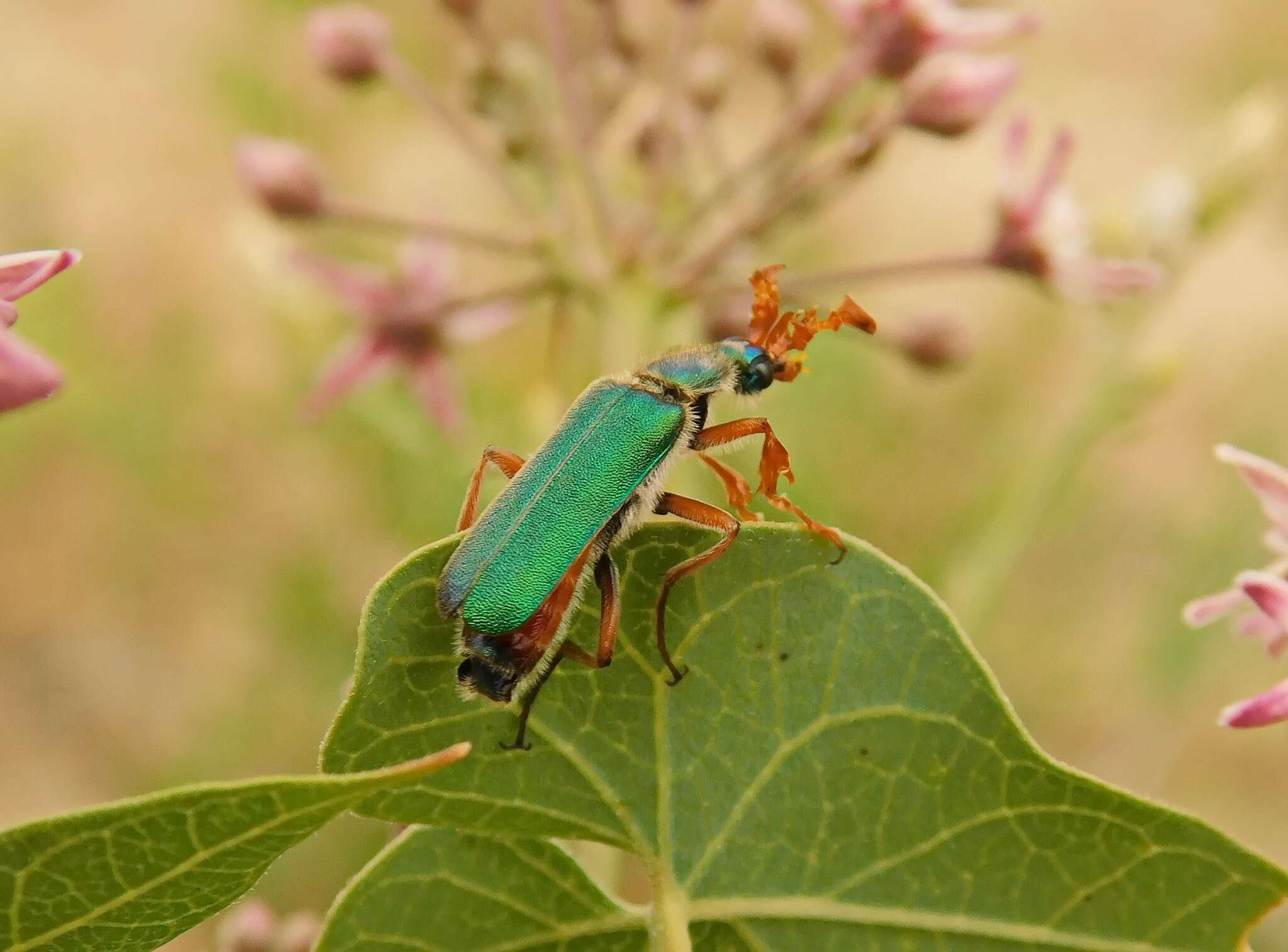 Image of <i>Cerocoma schreberi</i>