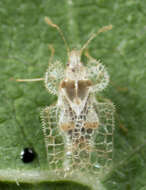 Image of Cotton lace bug