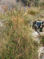 Image of Andropogon eremicus