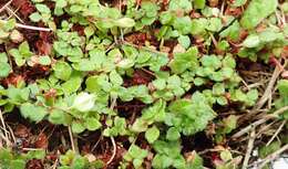 Image of Crassula peculiaris (Tölken) Tölken & Wickens