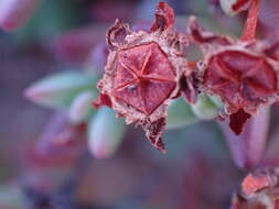 Image of Chasmatophyllum stanleyi (L. Bol.) Hartmann