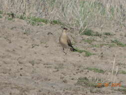 Image of Black-winged Pratincole