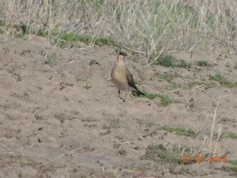 Image of Black-winged Pratincole