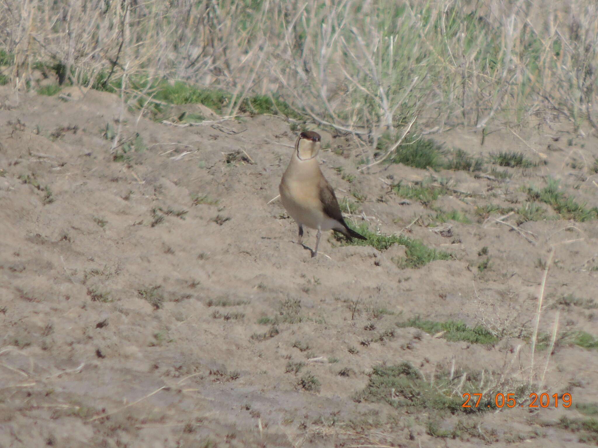 Image of Black-winged Pratincole