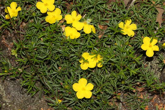 Image of Hibbertia procumbens (Labill.) DC.