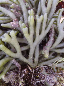 Image of dead man's fingers