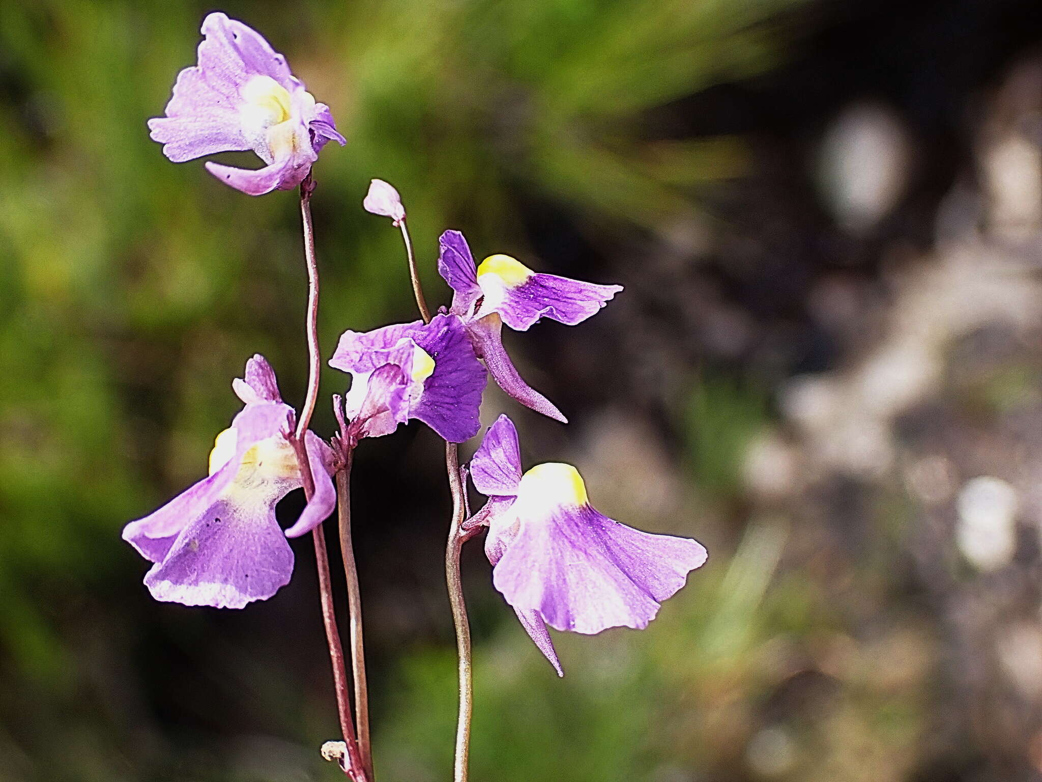 Image of Utricularia welwitschii Oliv.