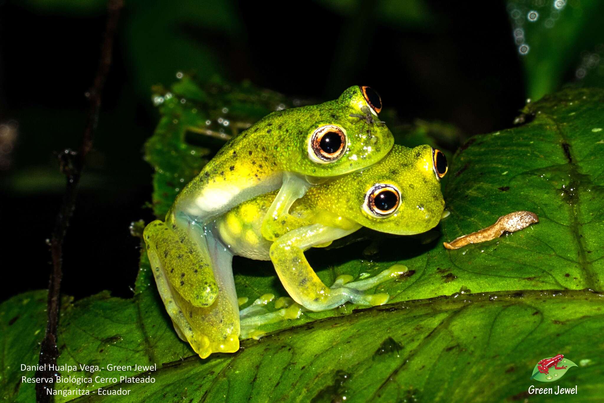 Image of Glass frog