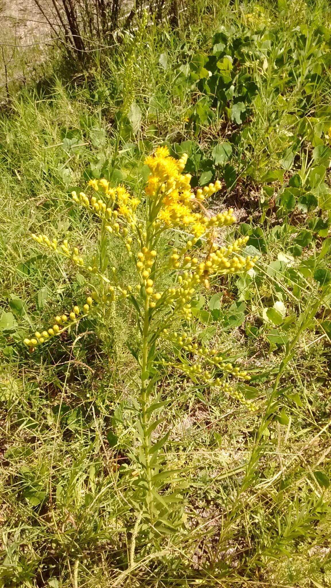 Image of Solidago chilensis Meyen