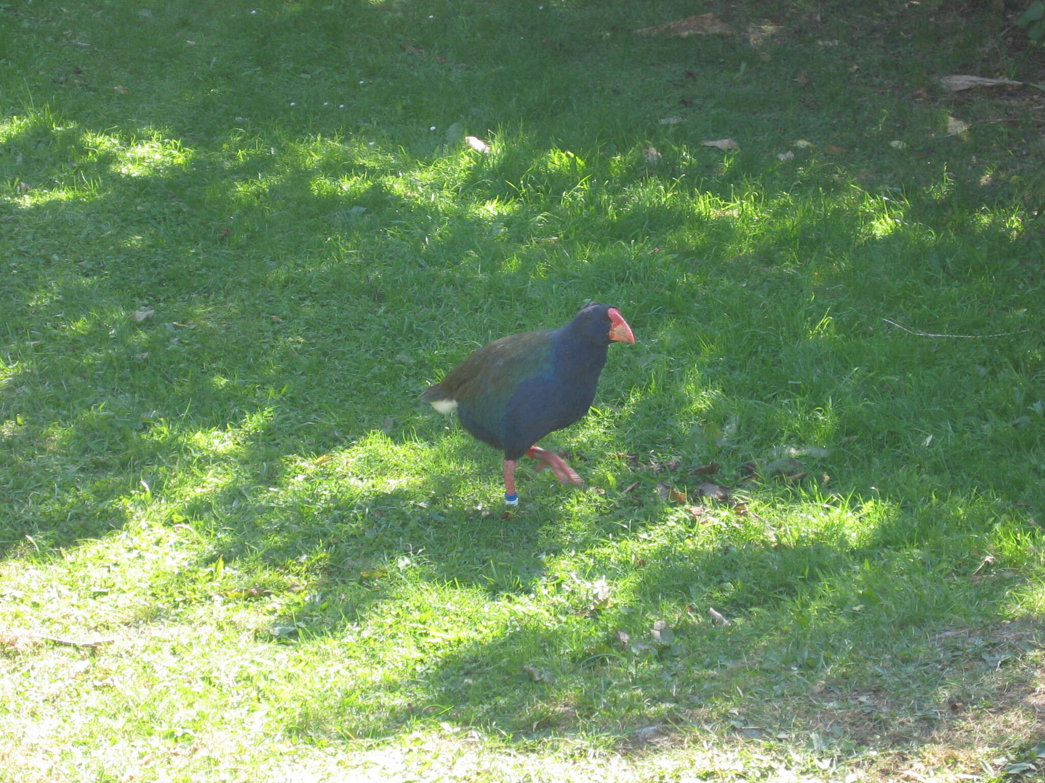 Image of South Island Takahe