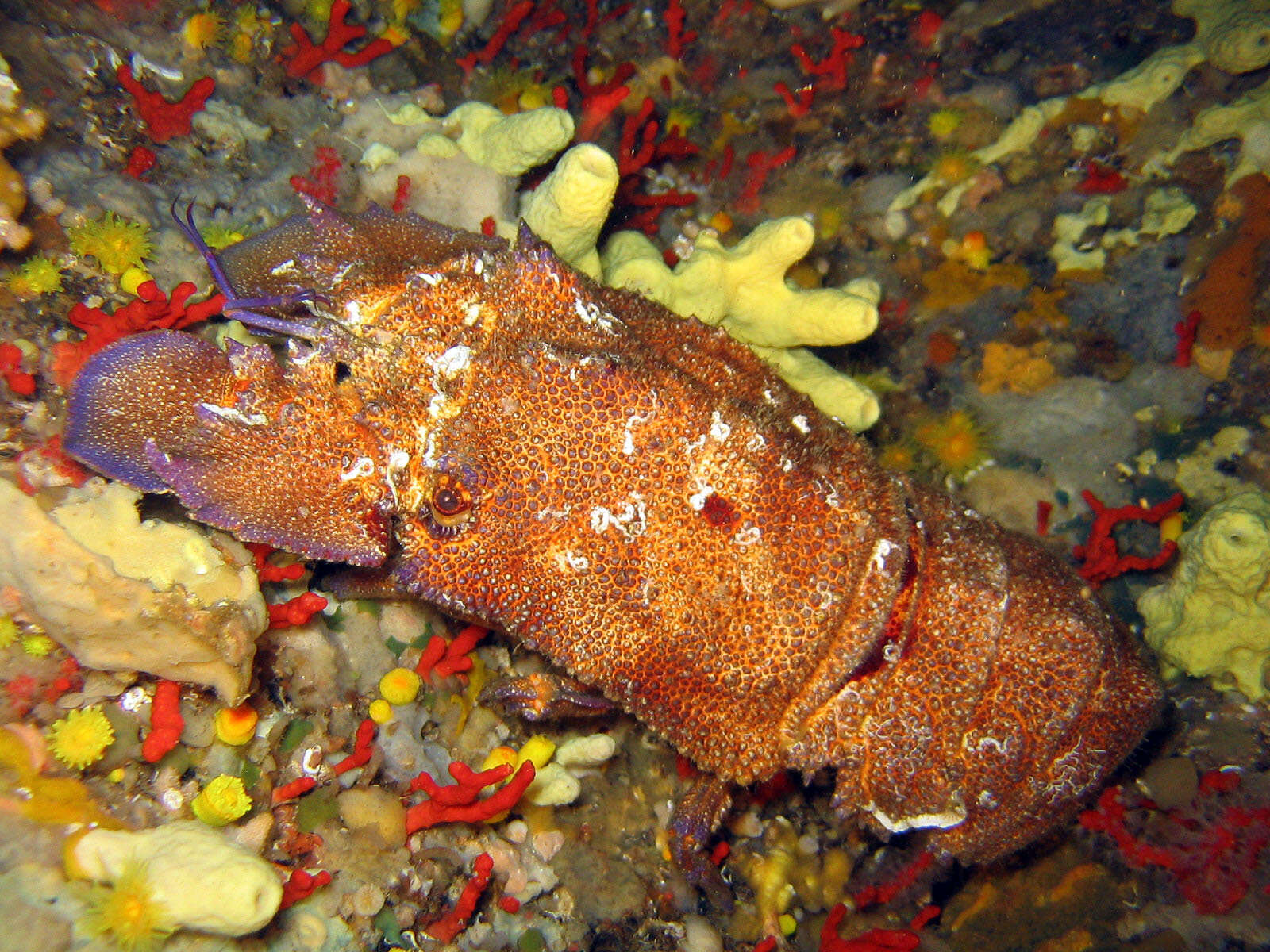 Image of Mediterranean Slipper Lobster