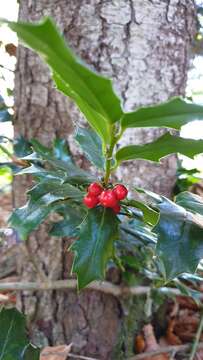 Image of Ilex colchica Pojark.