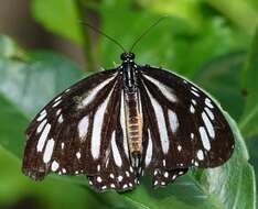 Image de Danaus (Anosia) melanippus subsp. edmondii Bougaunville 1837