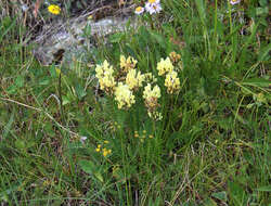 Image de Oxytropis kubanensis Leskov