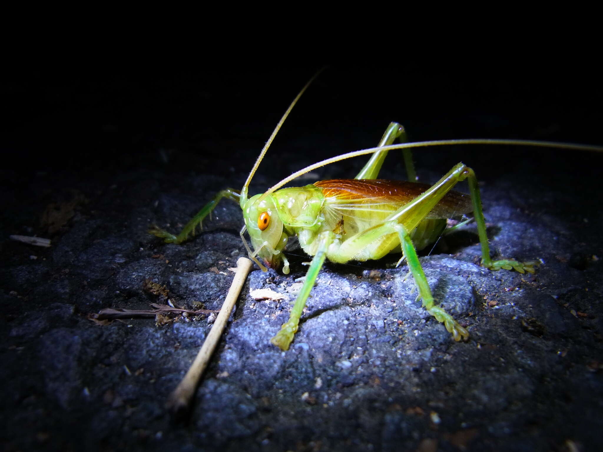 Sivun Eugryllacris japonica (Matsumura, S. & Shiraki 1908) kuva