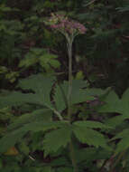 Image of Pacific waterleaf