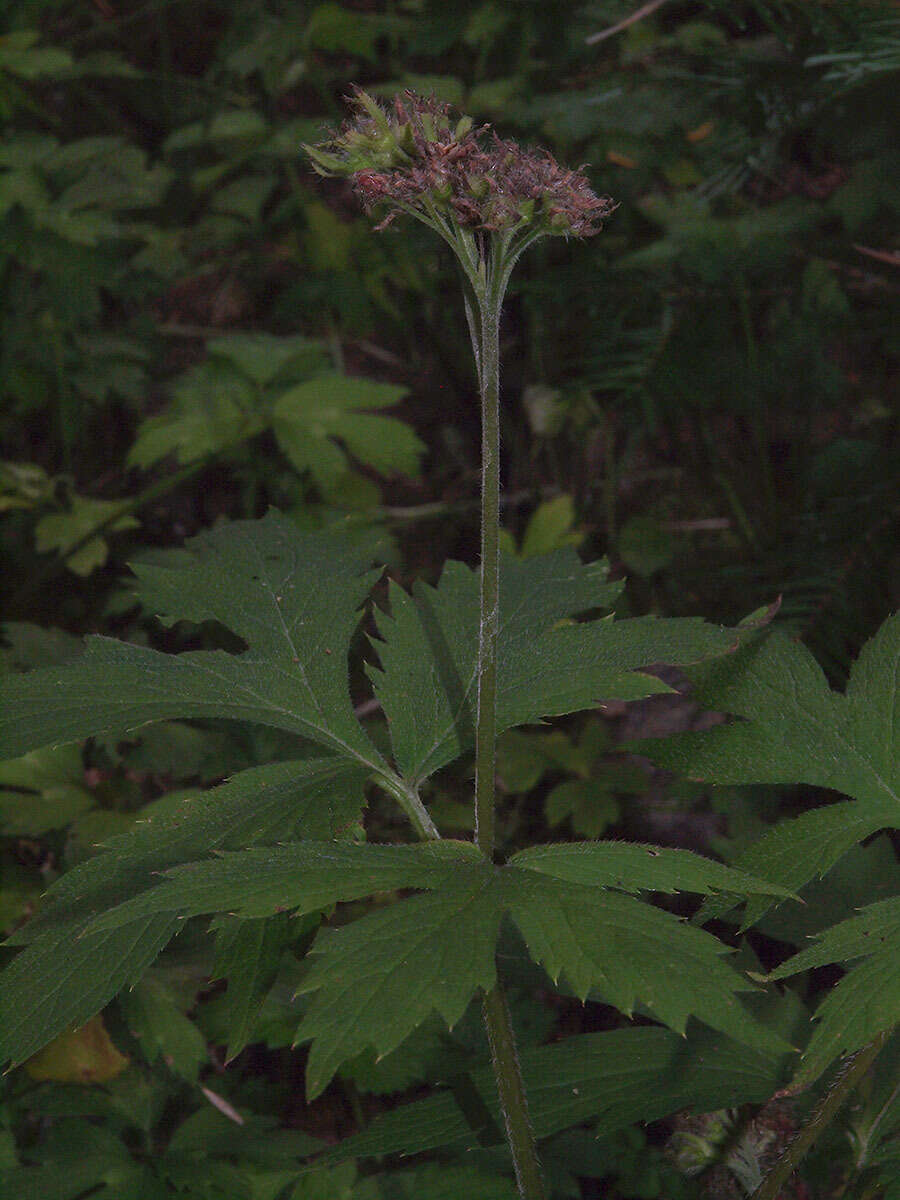 Image of Pacific waterleaf