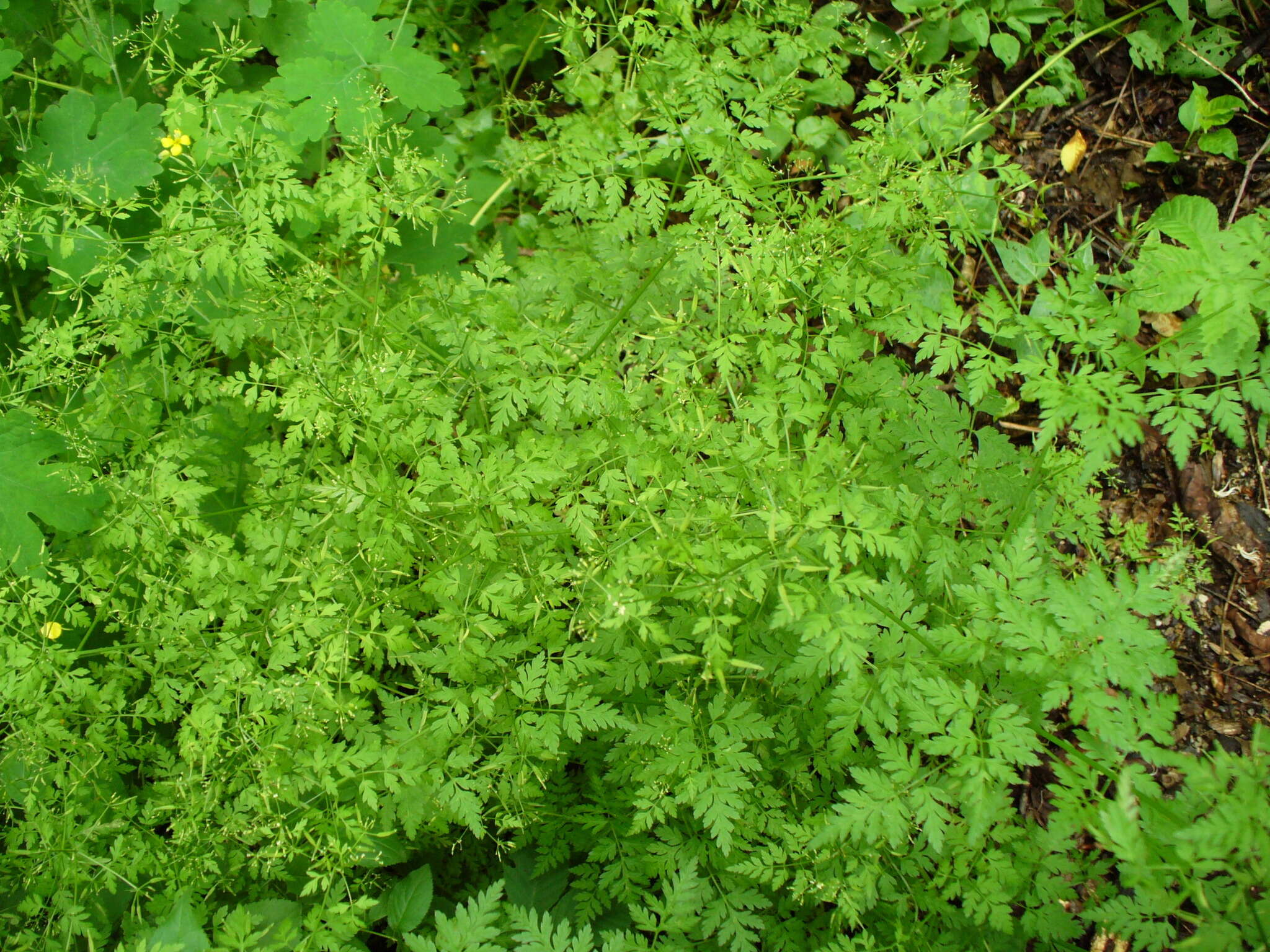 Image of garden chervil