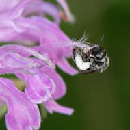 Image de Dufourea monardae (Viereck 1924)