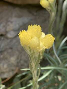 Image of Helichrysum mixtum var. mixtum