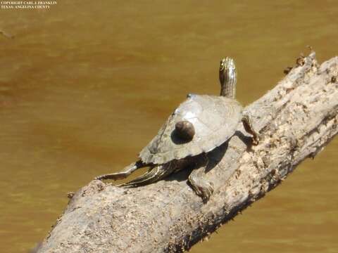 Image of Sabine map turtle