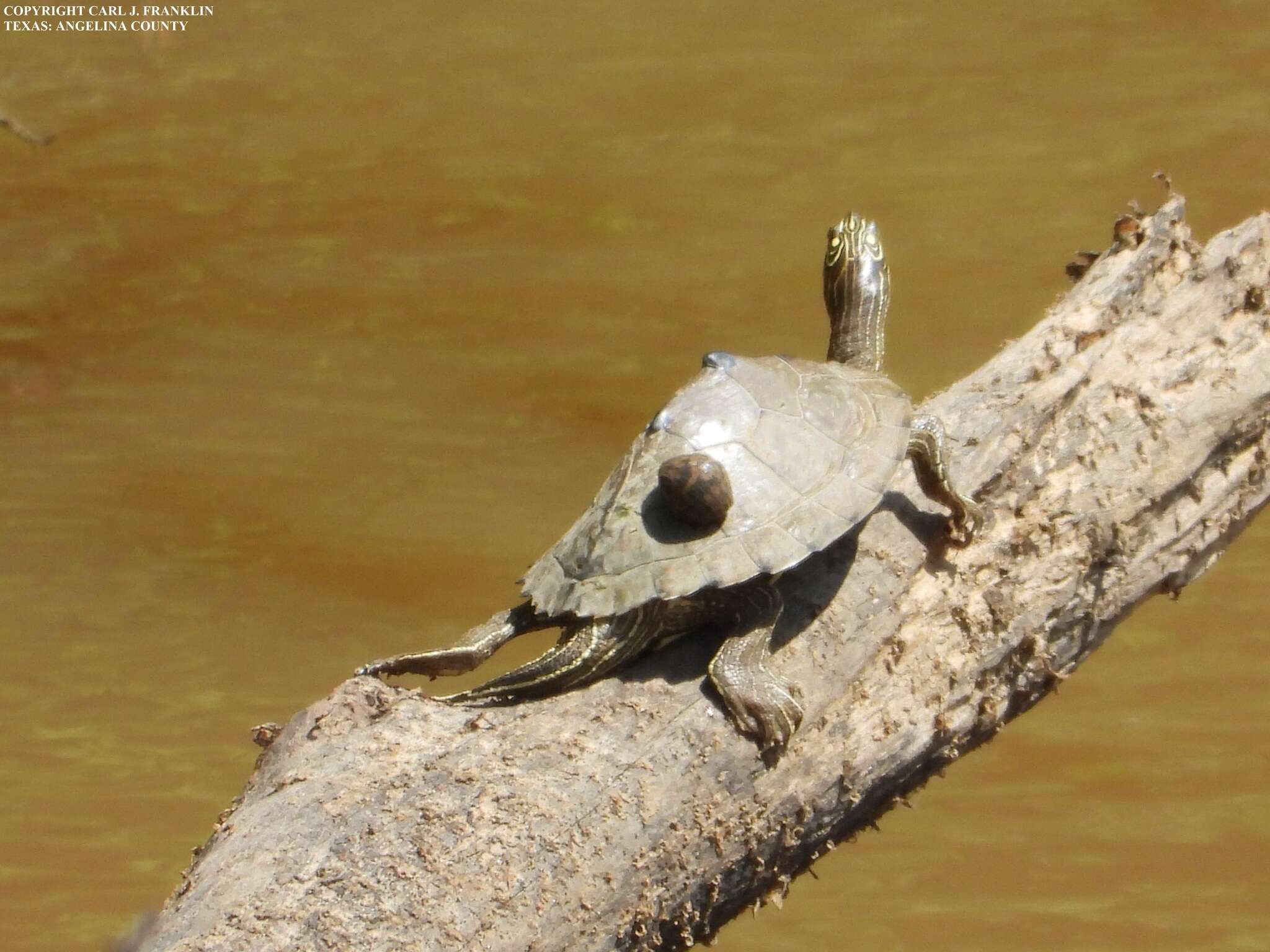 Image of Sabine map turtle