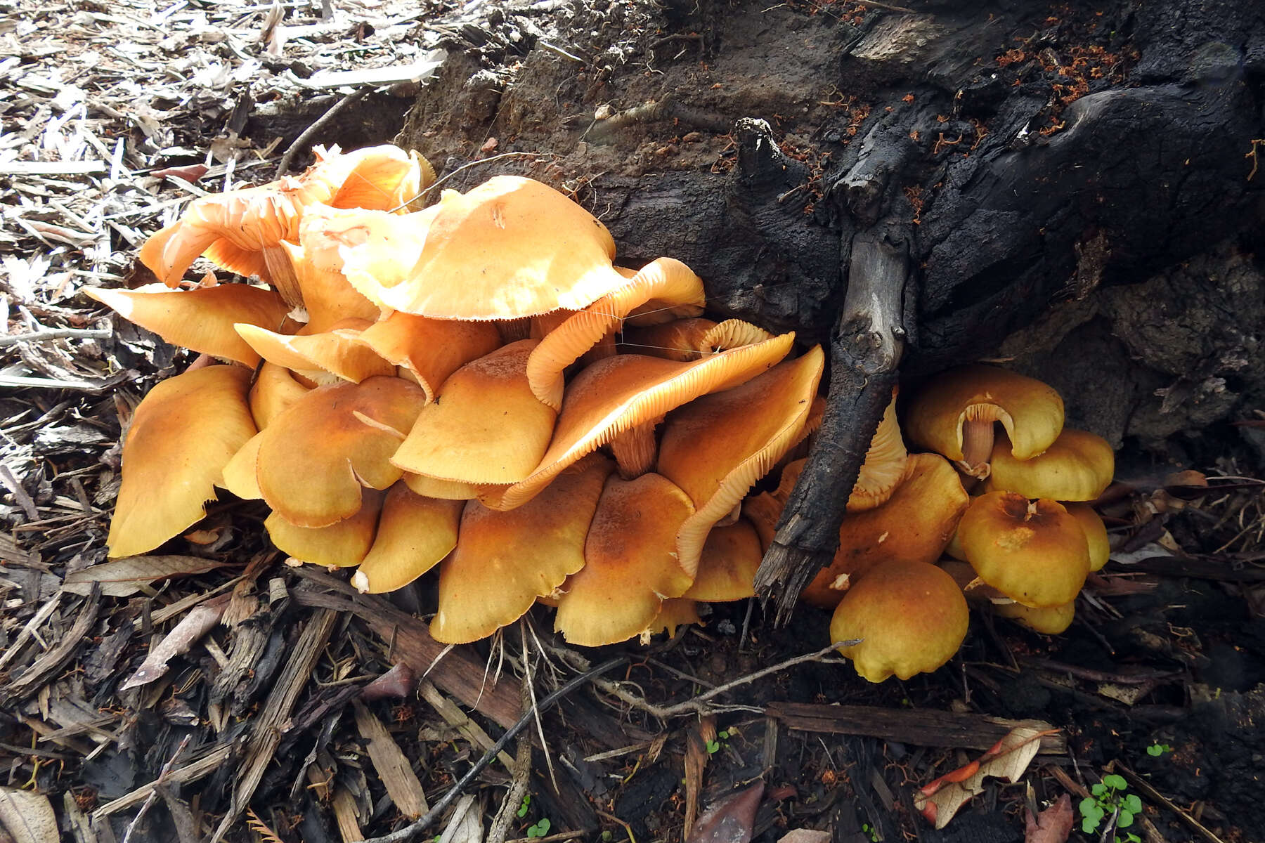 Image of Armillaria luteobubalina Watling & Kile 1978