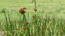 Image of Rhynchospora spectabilis Hochst. ex C. Krauss