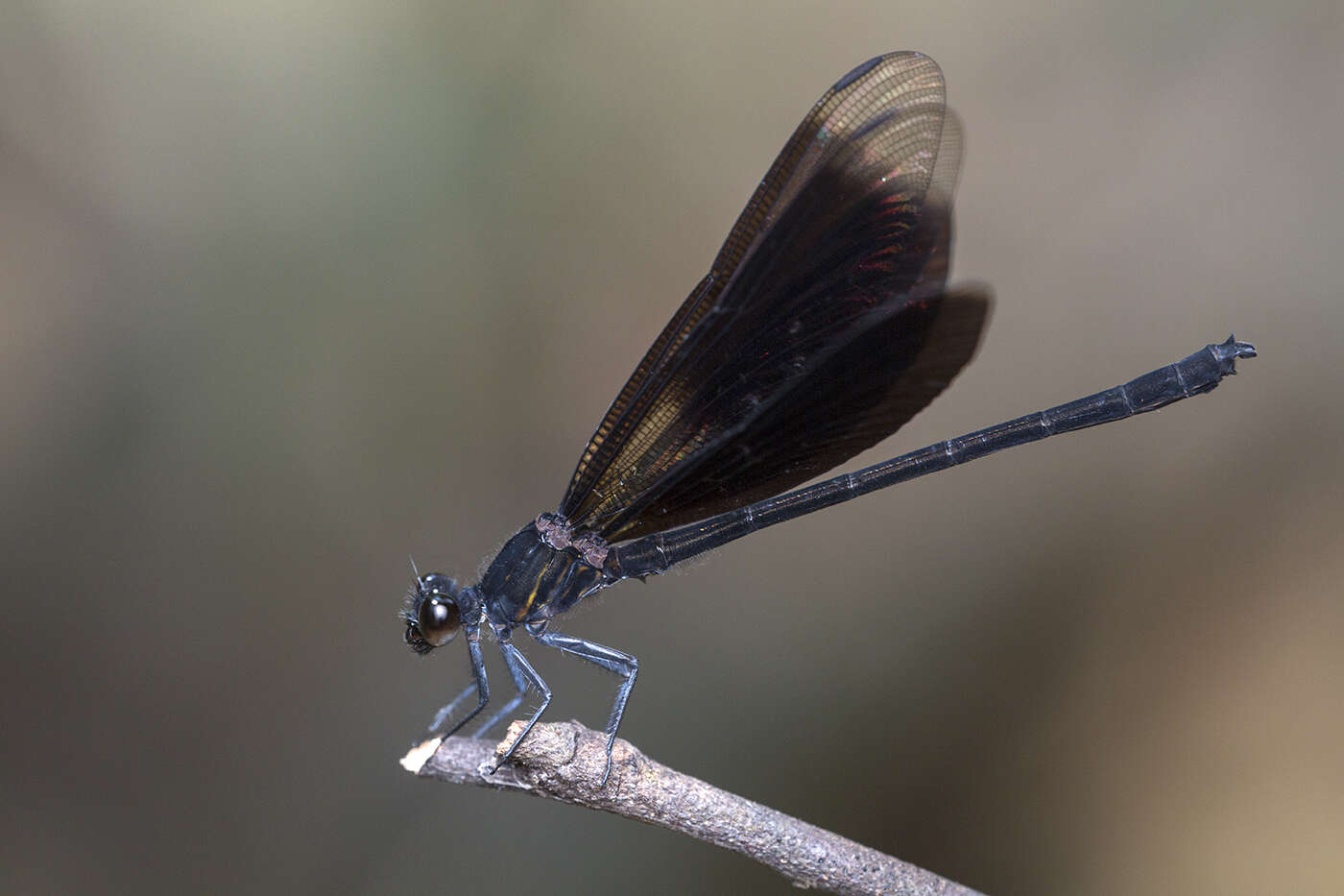 Image of Euphaea masoni Selys 1879