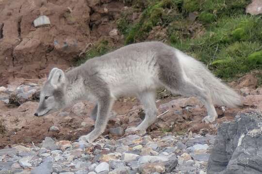 Image of Vulpes lagopus lagopus (Linnaeus 1758)